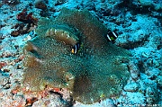Amphiprion clarkii Stichodactyla mertensii Neopetrolisthes maculatus-Maldives Lankan Manta-16m-20240422-da-DSC_5752_tn